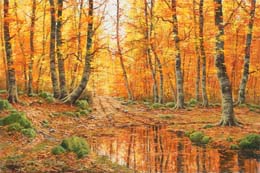 Chopos otonales con rio  O.l. 81x65 cm.