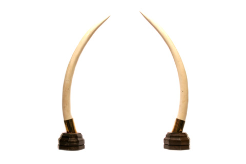 Pareja de colmillos 22 x 4 x 63cm
