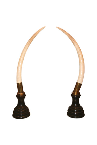 Pareja de colmillos 51 x 9 x 120cm